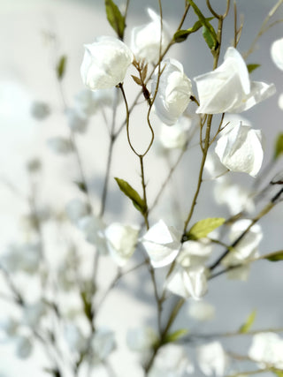 White Lantern Branch