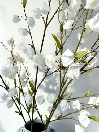 White Lantern Branch