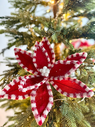Red and White Velvet Poinsettia with Peppermint Border, 22" tall Christmas Pick - Decor