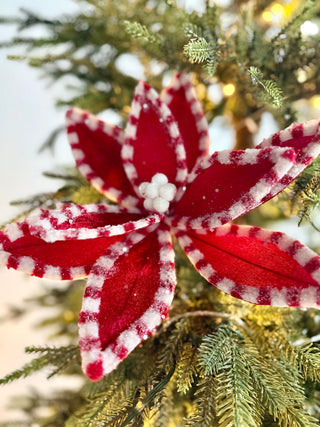 Red and White Velvet Poinsettia with Peppermint Border, 22" tall Christmas Pick - Decor