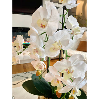 3 stems White / Pink Orchids Arrangement In Gold Pot - DesignedBy The Boss