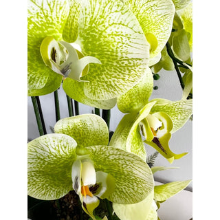 6 stems Phalaenopsis Orchids Arrangement in Gold Ceramic Vase - DesignedBy The Boss