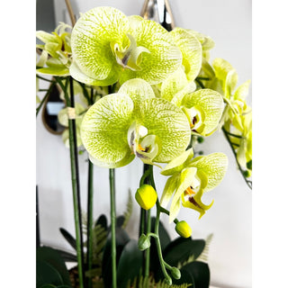 6 stems Phalaenopsis Orchids Arrangement in Gold Ceramic Vase - DesignedBy The Boss
