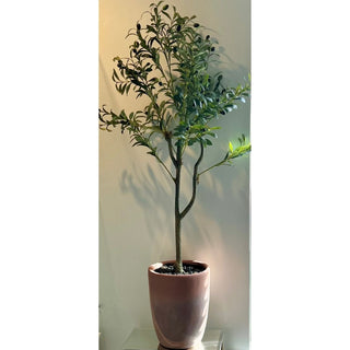 Realistic Faux Olive Tree - DesignedBy The Boss
